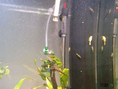 底濾魚缸的養護技巧底濾魚缸造景的養護技巧：底濾魚缸的養護技巧