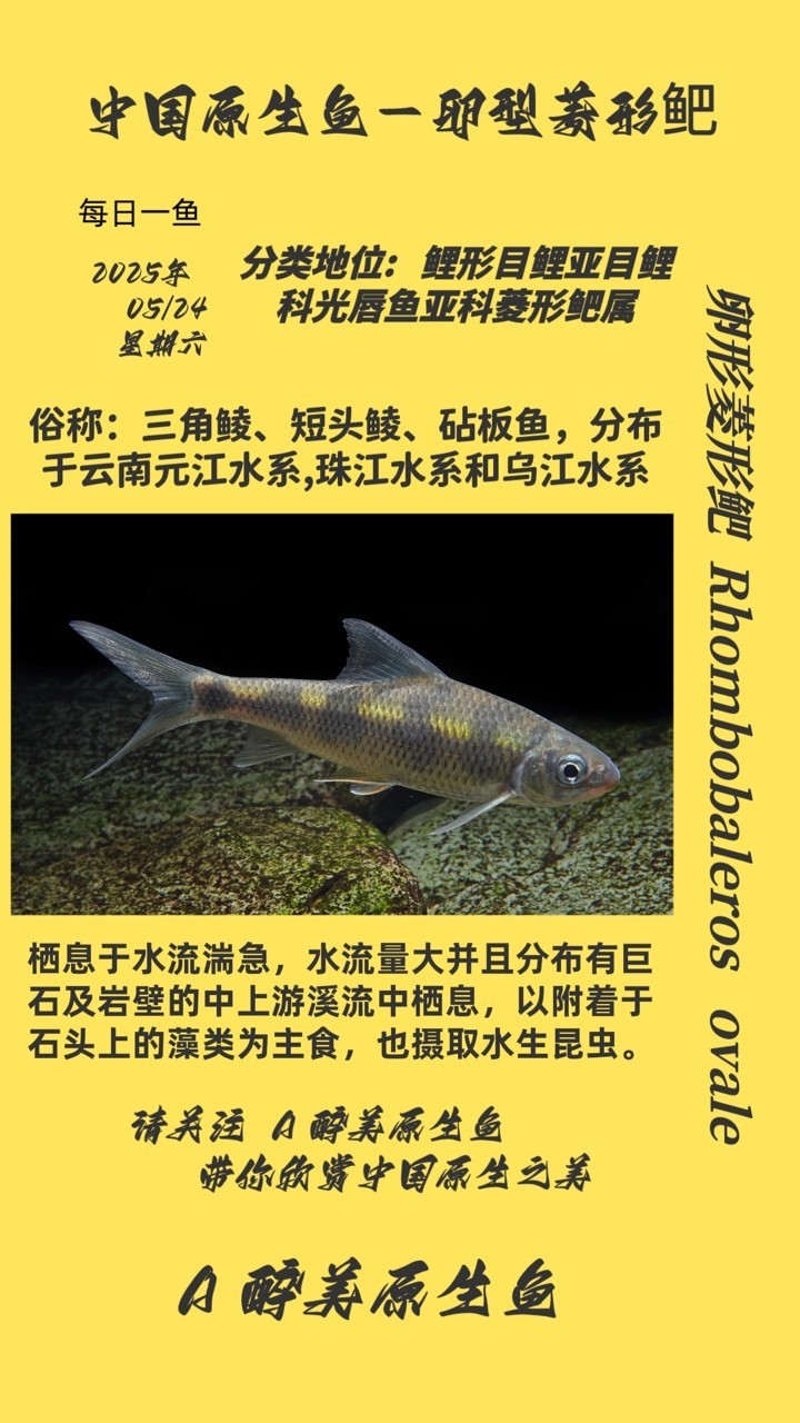 卵形菱形鲃
