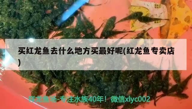 紅龍魚在哪買好呢（紅龍魚養殖技巧有哪些？） 紅龍魚在哪買好呢（紅龍魚養殖技巧有哪些？） 龍魚百科 第3張