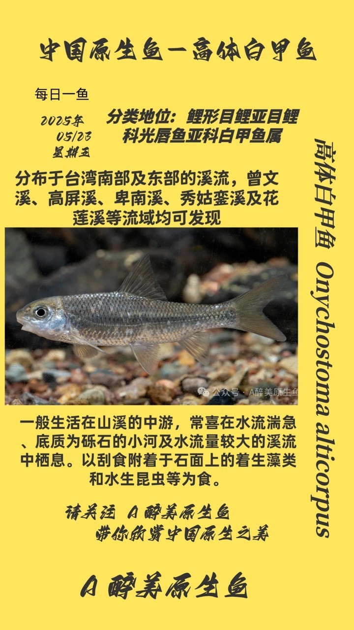 高體白甲魚