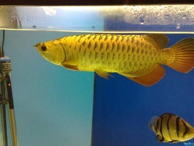 廣州觀賞魚批發市場vv祥龍魚場：廣州觀賞魚批發市場