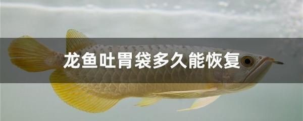 龍魚停在一個地方不游動會死嗎：龍魚停在一個地方不游動會死嗎，