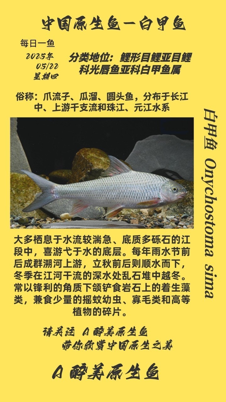 白甲魚 白甲魚 龍魚論壇