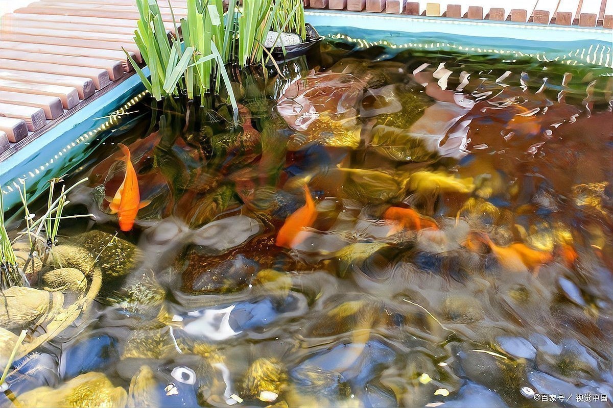 龍魚(yú)肚子鼓脹可以自愈嗎？