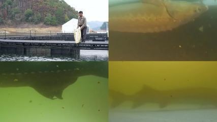 龍魚(yú)水質(zhì)怎么檢測(cè)的：養(yǎng)龍魚(yú)時(shí)水質(zhì)檢測(cè)方法：ph值是衡量水質(zhì)酸堿度的一個(gè)重要指標(biāo)