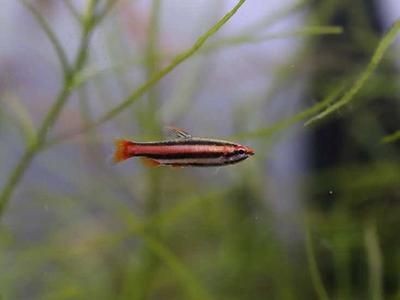 魚缸換水后水發白霧蒙蒙是怎么回事：魚缸換水后水發白霧蒙蒙