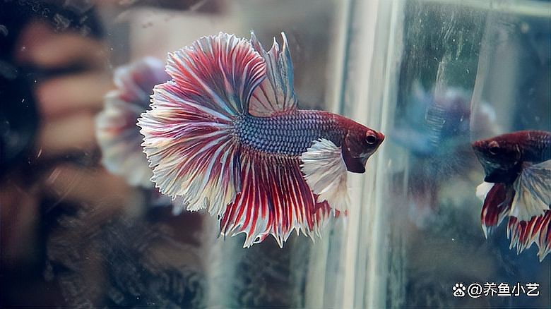 曼龍魚和雷龍魚哪個更好養(yǎng)？