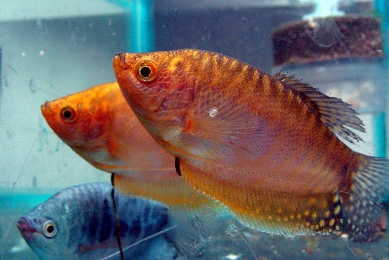 曼龍魚和雷龍魚哪個更好養(yǎng)？