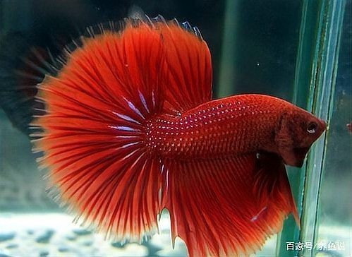 曼龍魚和雷龍魚哪個更好養(yǎng)？