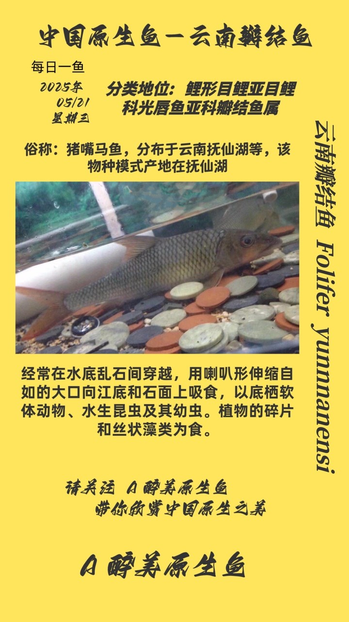 云南瓣結魚