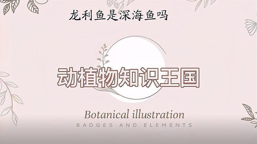 龍利魚是什么魚