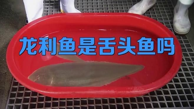 龍利魚是什么魚