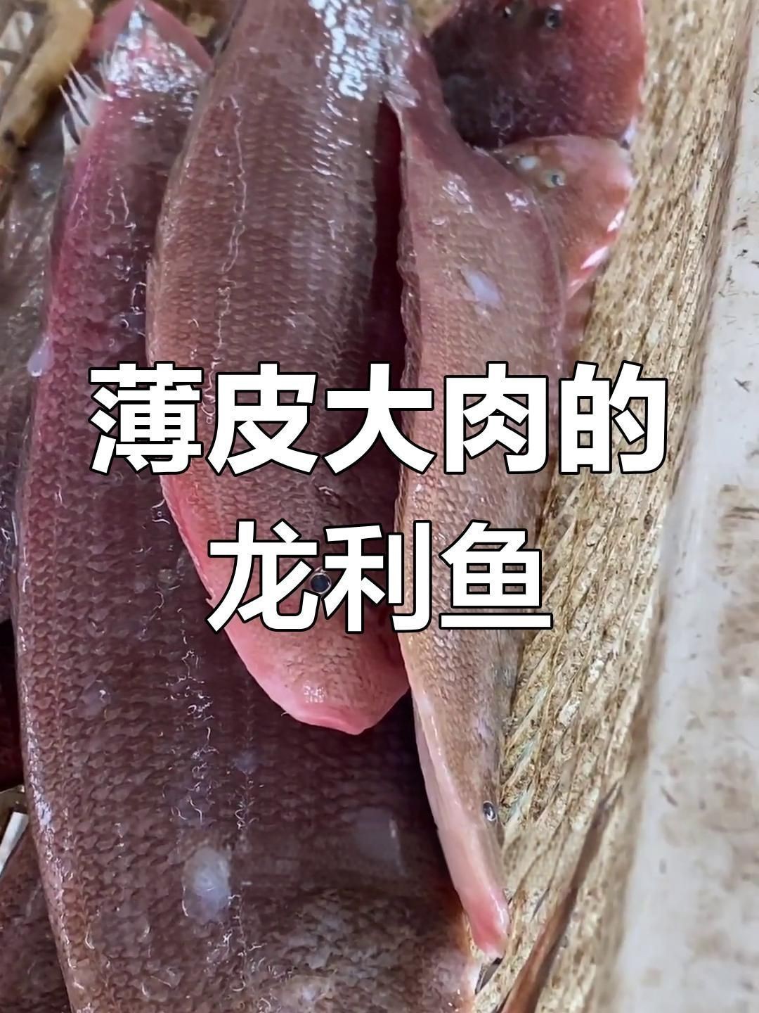 龍利魚是什么魚