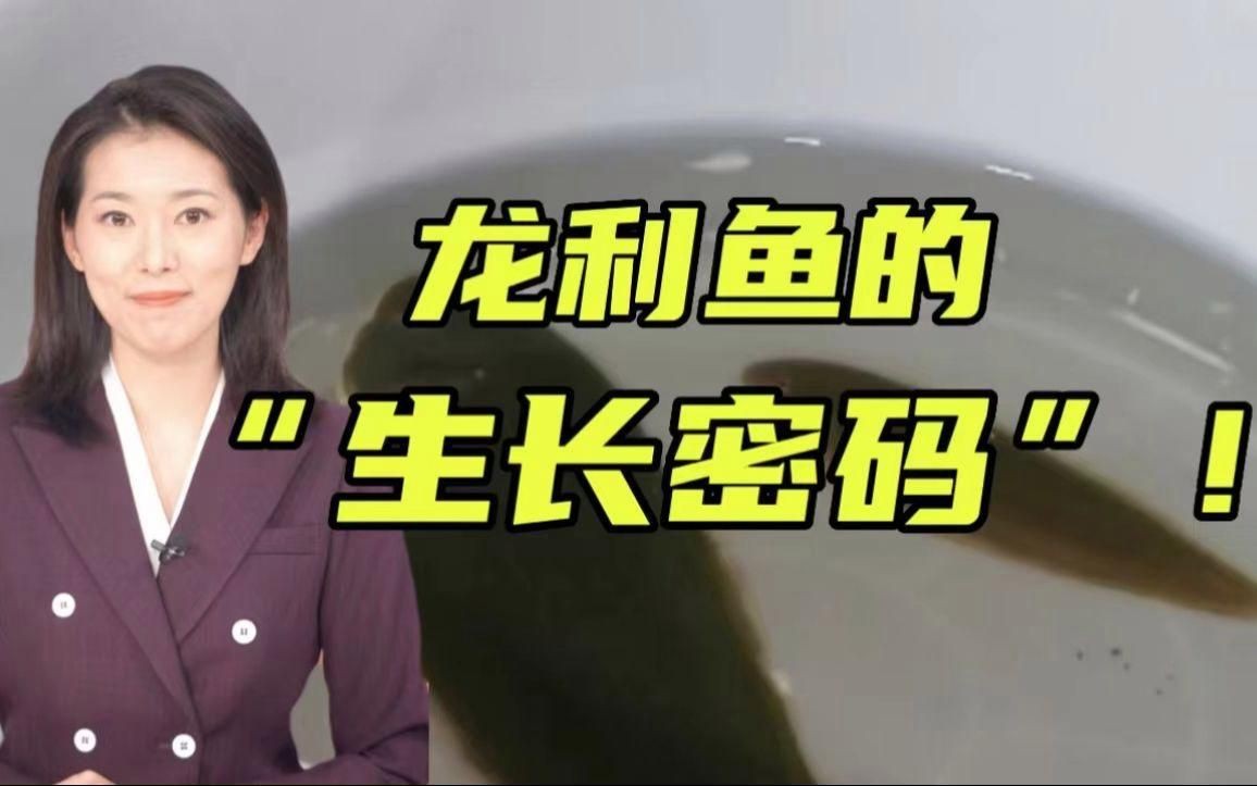 龍利魚是什么魚