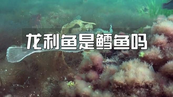 龍利魚是什么魚