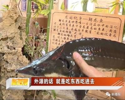 龍魚吃了異物怎么處理最有效果：龍魚吃了異物怎么處理