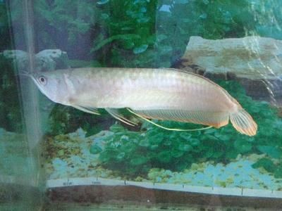 龍魚吃了異物怎么處理最有效果：龍魚吃了異物怎么處理