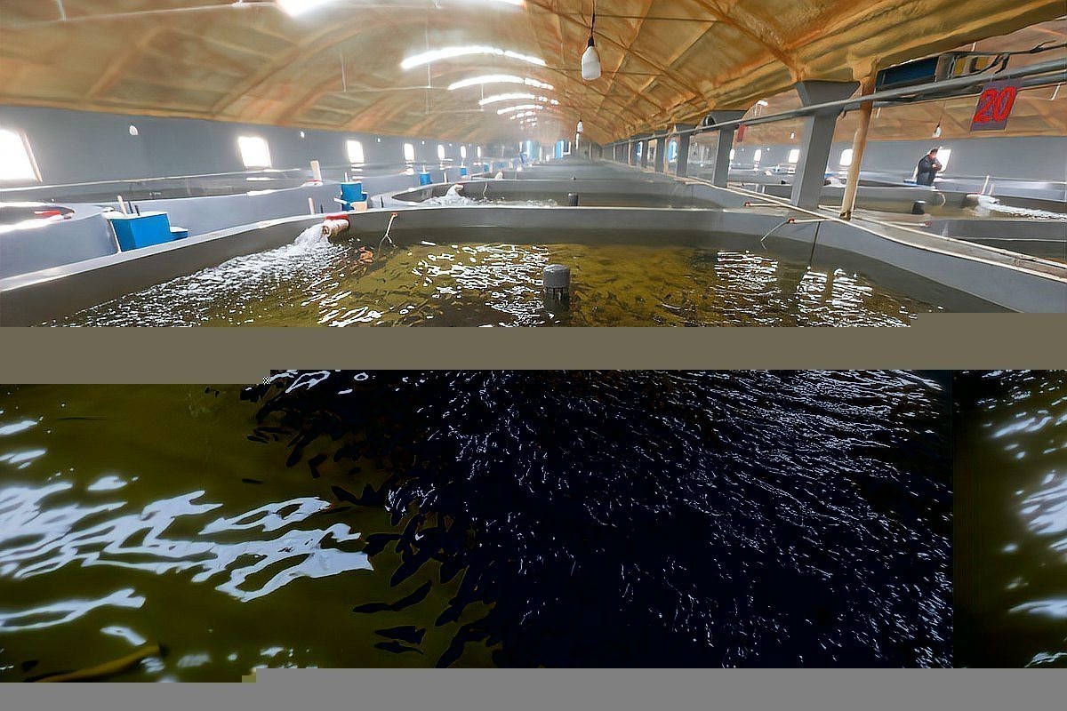 銀龍魚養了一天就死了為啥？