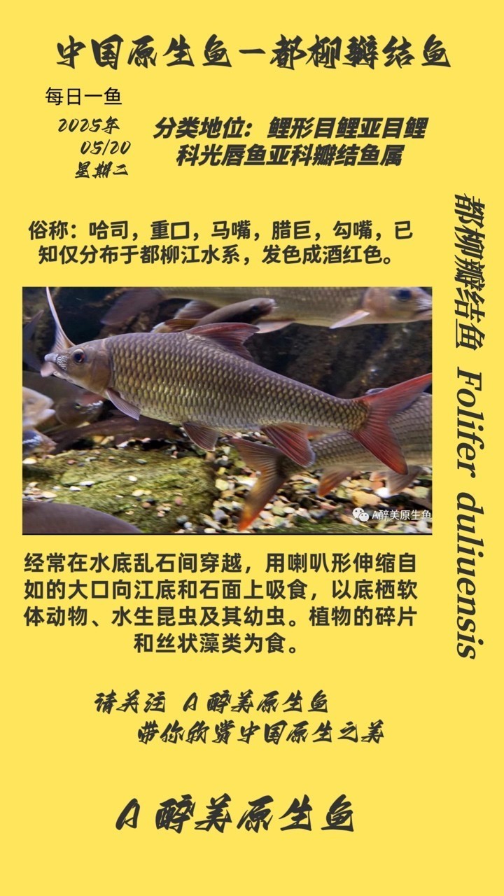 都柳瓣結(jié)魚