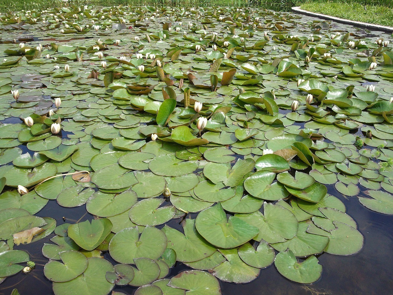 吳江市汾湖鎮銘銘鮮花水族館（吳江市汾湖鎮銘銘鮮花水族館電話號碼）