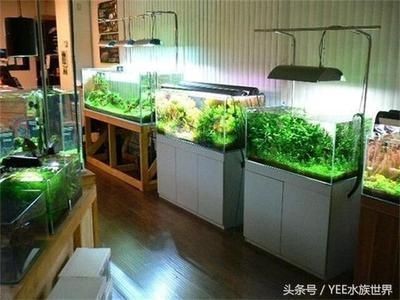 高的魚缸：高容量魚缸設計，高魚缸維護技巧，