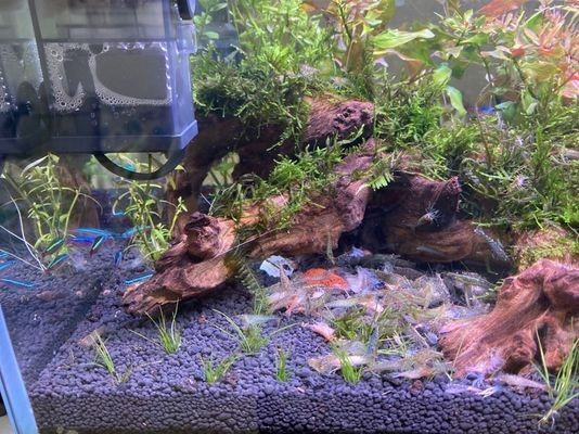 意境魚缸造景圖片：意境魚缸造景的設計方法及其效果,
