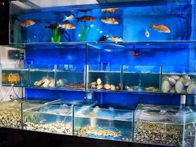環(huán)保型魚缸制作方法在環(huán)保意識日益增強的今天：南通海鮮店魚缸制作