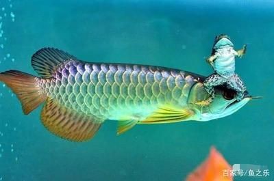 龍魚吃什么活食（龍魚可以喂食的活食種類）
