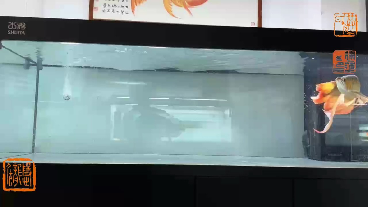 貢拜紅龍龍魚畫