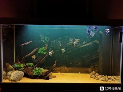 底濾魚缸養(yǎng)燕魚時水流不宜過大可以考慮以下幾種方法：養(yǎng)燕魚可以接受較大的水流嗎？ 底濾魚缸養(yǎng)燕魚時水流不宜過大可以考慮以下幾種方法：養(yǎng)燕魚可以接受較大的水流嗎？ 魚缸百科 第1張