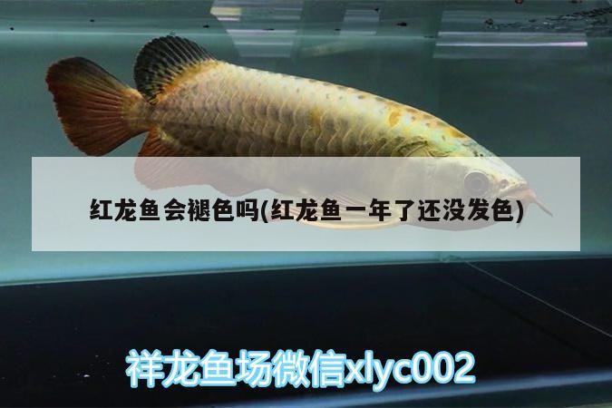 齊河縣開發區御恒觀賞魚店