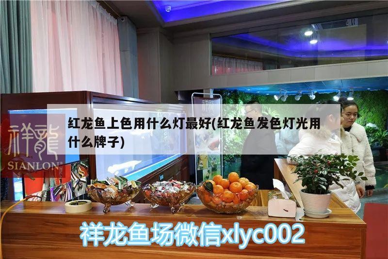 紅龍魚上色用什么燈最好(紅龍魚發色燈光用什么牌子) 紅龍魚上色用什么燈最好(紅龍魚發色燈光用什么牌子) 魚缸百科