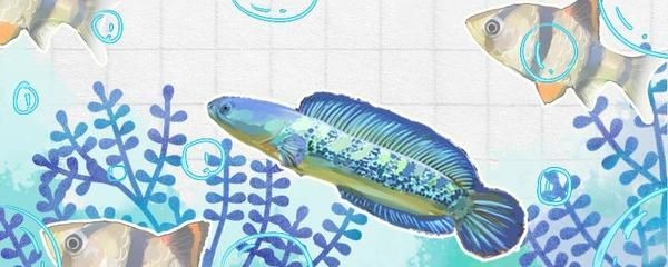 奶茶雷龍魚公母哪個好看些：奶茶雷龍魚公母之間的差異