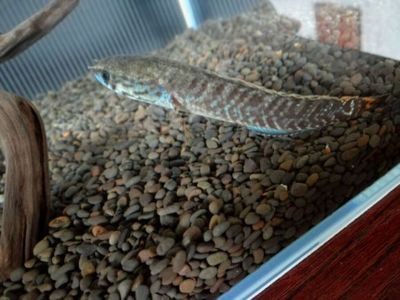 奶茶雷龍魚公母哪個好看些：奶茶雷龍魚公母之間的差異