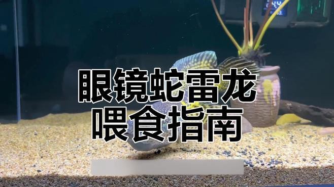 如何調整雷龍魚的投喂量？