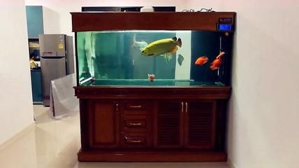 過背金龍魚最大能長多大魚缸：過背金龍魚可以長到50厘米以上，