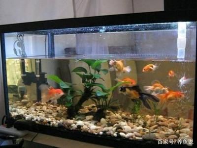 花鳥魚蟲市場提供魚缸回收的服務和個人提供魚缸回收的服務：花鳥市場回收的環保意義