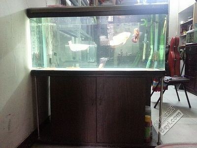 花鳥魚蟲市場提供魚缸回收的服務和個人提供魚缸回收的服務：花鳥市場回收的環保意義