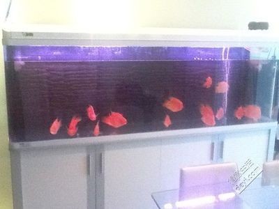 花鳥魚蟲市場提供魚缸回收的服務和個人提供魚缸回收的服務：花鳥市場回收的環保意義