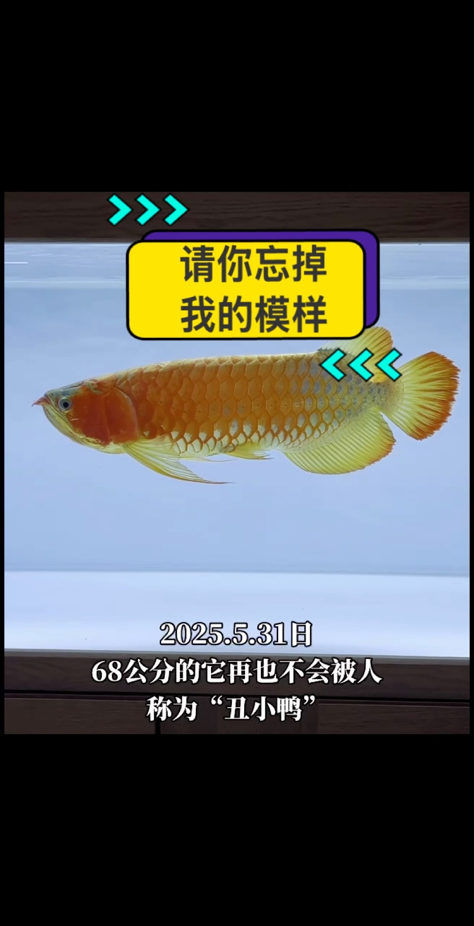 還記得你年輕時(shí)的模樣嗎？ #萬(wàn)隆天王紅龍 #紅龍 #龍魚 #觀賞魚