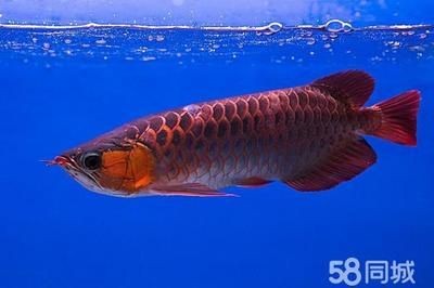紅龍魚回收價格查詢表（紅龍魚價格查詢表）
