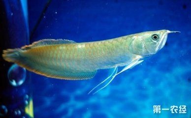 50厘米的銀龍魚賣多少錢一條呢（銀龍魚價格多少錢一條） 50厘米的銀龍魚賣多少錢一條呢（銀龍魚價格多少錢一條） 龍魚百科 第3張