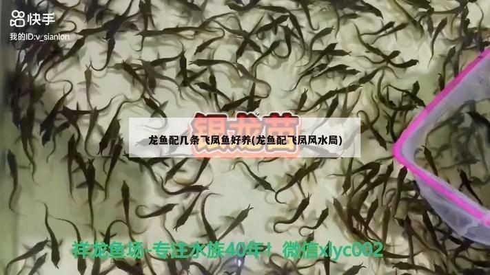 龍魚和飛鳳魚的數量：混養龍魚與飛鳳魚的數量關系及飼養注意事項