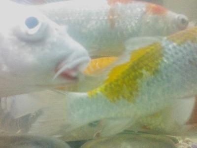 龍魚(yú)和飛鳳魚(yú)的數(shù)量：混養(yǎng)龍魚(yú)與飛鳳魚(yú)的數(shù)量關(guān)系及飼養(yǎng)注意事項(xiàng)