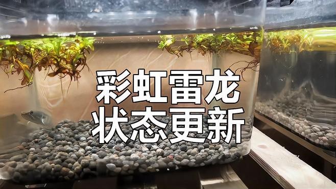 彩虹雷龍魚視頻大全