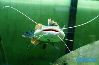 龍魚可以跟招財(cái)貓一起養(yǎng)嗎：龍魚可以和招財(cái)貓一起養(yǎng)嗎