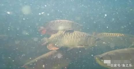 龍魚(yú)有變異嗎：龍魚(yú)是基因變異龍魚(yú)的養(yǎng)殖注意事項(xiàng) 龍魚(yú)有變異嗎：龍魚(yú)是基因變異龍魚(yú)的養(yǎng)殖注意事項(xiàng) 龍魚(yú)百科