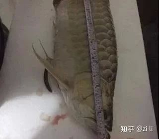 龍魚肚子鼓起來了怎么辦：龍魚肚子鼓起來了怎么辦龍魚肚子鼓起來了怎么處理