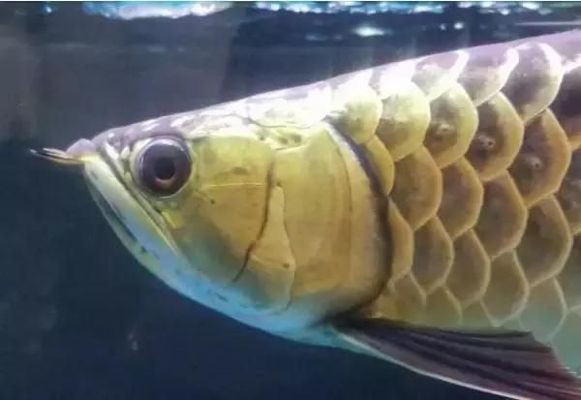龍魚逗嘴手術(shù)怎么做：“龍魚逗嘴手術(shù)怎么做詳情”龍魚兜嘴手術(shù)風(fēng)險(xiǎn)有哪些