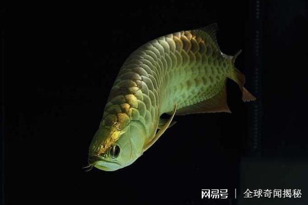 魚缸造景的養殖技巧水葫蘆的養殖技巧水葫蘆的養殖技巧：水葫蘆的養殖技巧